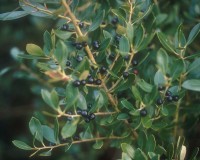 ilex glabra.jpg